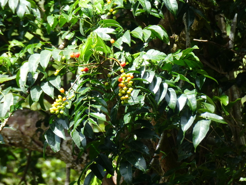 Ganophyllum falcatum, photograph 1