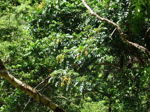 Ganophyllum falcatum, photograph 2
