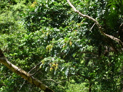 (c) Steve Fitzgerald, some rights reserved (CC BY-SA) Ganophyllum falcatum, photograph (c) Steve Fitzgerald, some rights reserved (CC BY-SA)