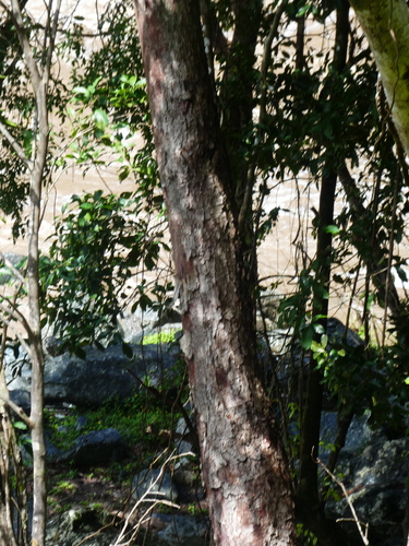 Ganophyllum falcatum, photograph 3