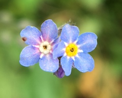 Myosotis alpestris