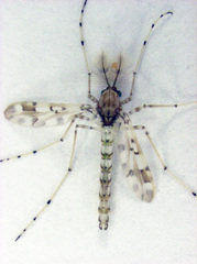 Tanypodinae