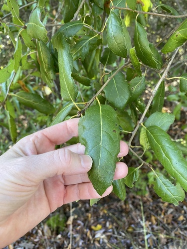 iNaturalist observation photo of Agrifoliae