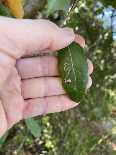 iNaturalist observation photo of Stigmella