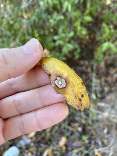 iNaturalist observation photo of Tubakia californica