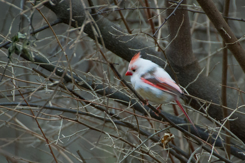 Northern Cardinal photographed in Maryland