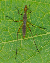 Micropeza stigmatica