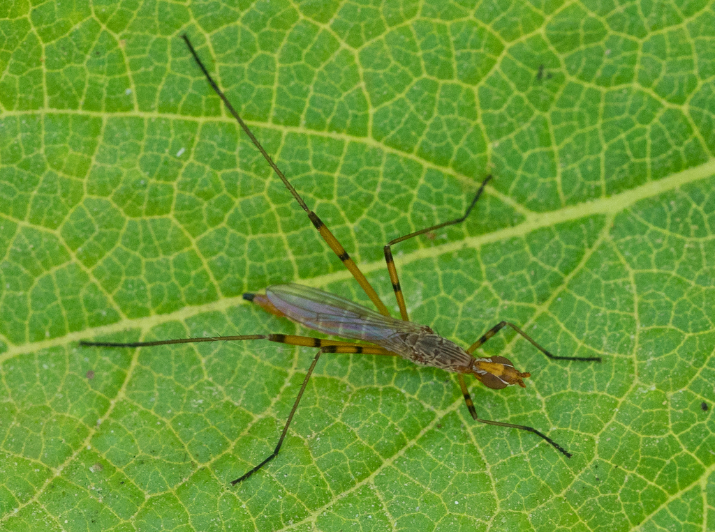Micropeza stigmatica