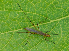 Micropeza stigmatica