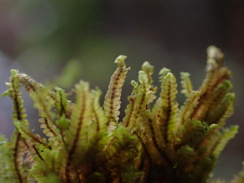 Mnioloma fuscum observed 2024-12-16