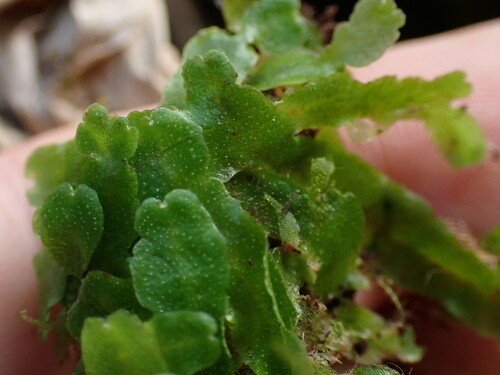 Wiesnerella denudata observed 2024-12-16