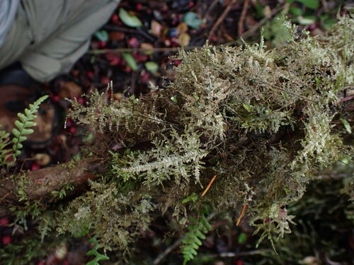Homaliodendron flabellatum observed 2024-12-16