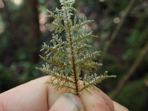 Homaliodendron flabellatum observed 2024-12-16