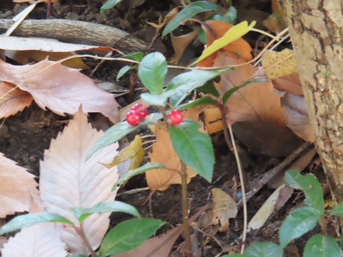 Image of Ardisia japonica by (c) mami_t_t, some rights reserved (CC BY)