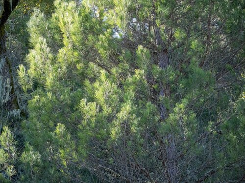 iNaturalist observation photo of pines