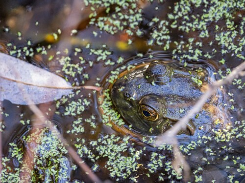 iNaturalist observation photo of American Bullfrog
