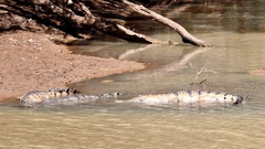 Crocodylus johnstoni