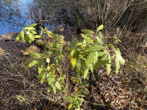 iNaturalist observation photo of coffeeberry