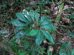 Chamaecostus lanceolatus