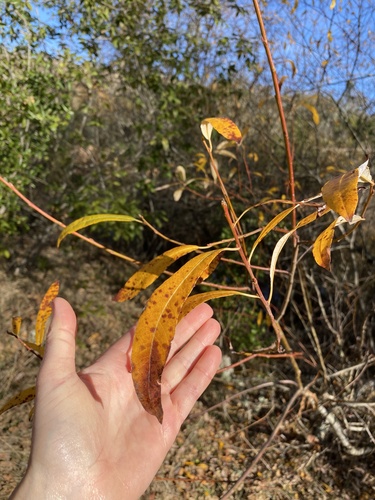 iNaturalist observation photo of Willows
