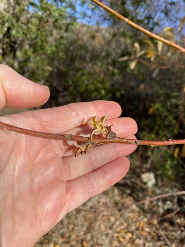 iNaturalist observation photo of Willow Rosette Gall Midge