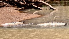 Crocodylus johnstoni