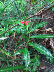 Chamaecostus lanceolatus