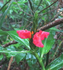 Chamaecostus lanceolatus