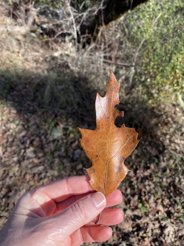 iNaturalist observation photo of California black oak