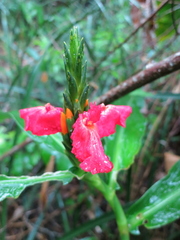 Chamaecostus lanceolatus