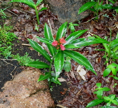 Chamaecostus lanceolatus