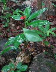 Chamaecostus lanceolatus