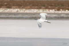 Egretta garzetta