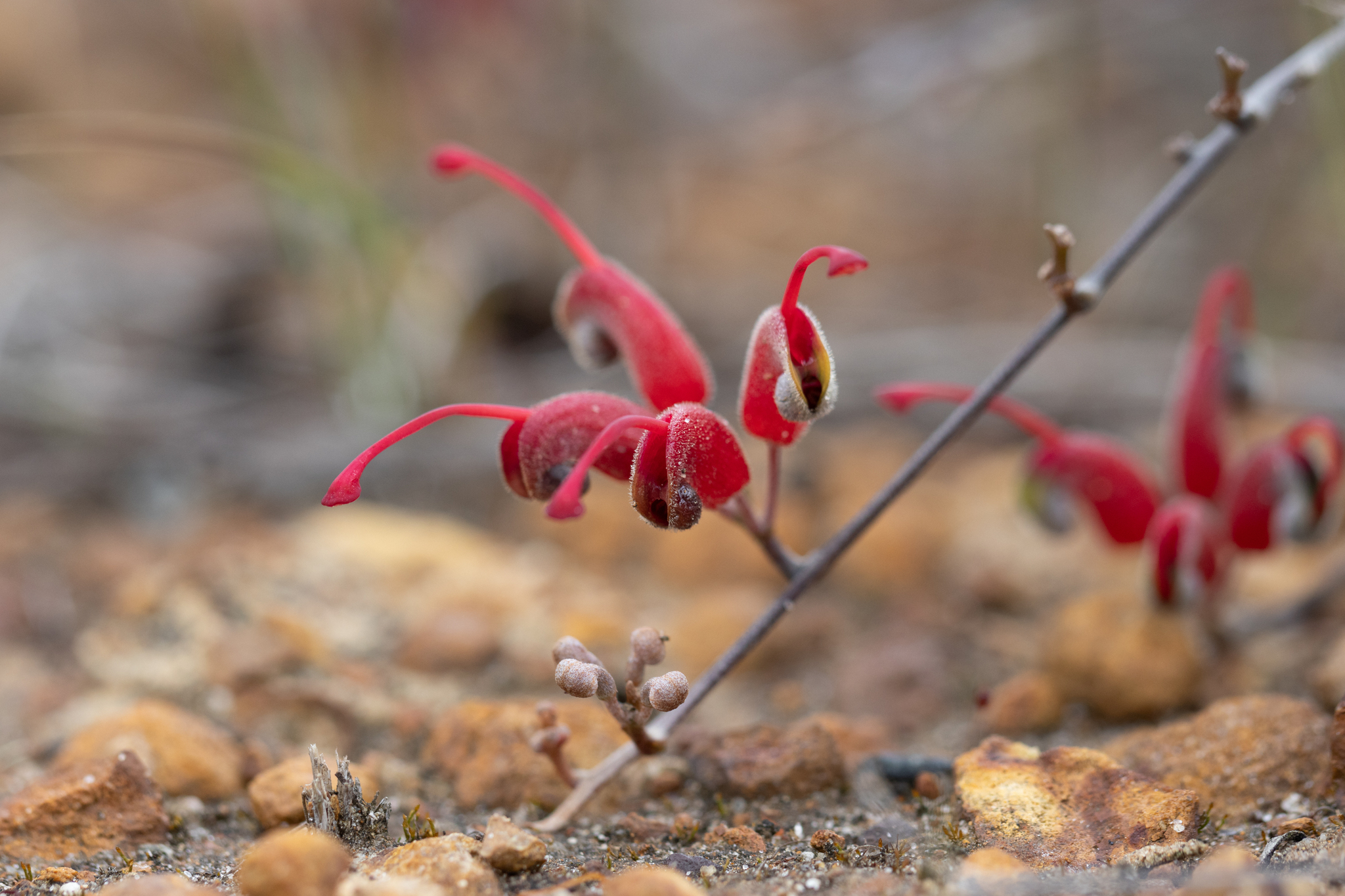 Grevillea nudiflora