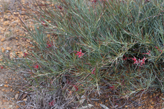 Grevillea nudiflora, photograph (c) Kym Nicolson, some rights reserved (CC BY)