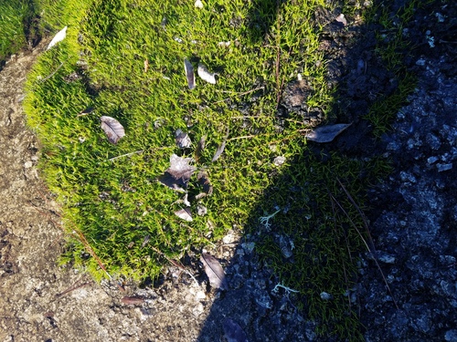 Mat-forming Quillwort (Isoetes tegetiformans)