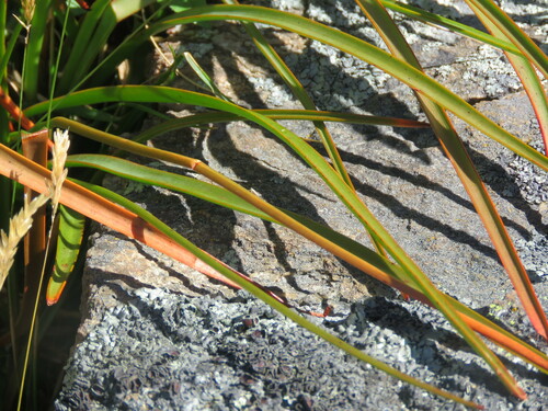 Image of Bulbinella angustifolia by (c) William Harland, some rights reserved (CC BY)