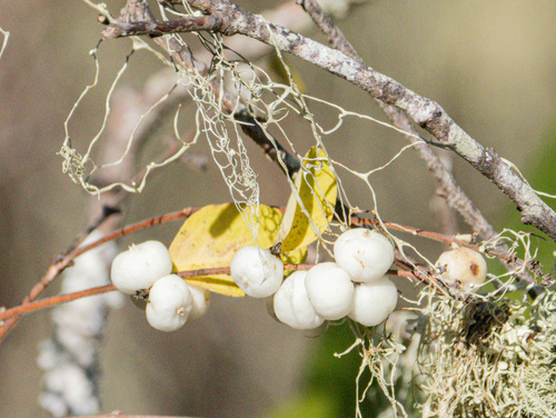 iNaturalist observation photo of Common Snowberry