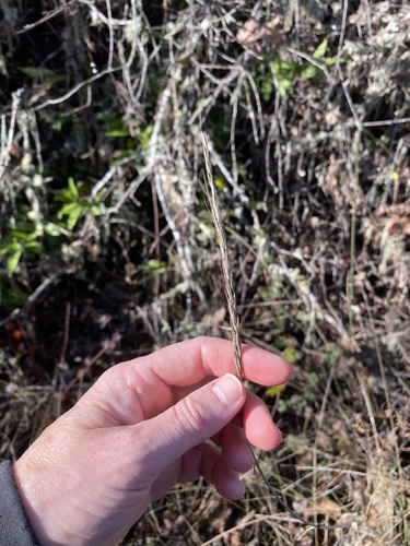 iNaturalist observation photo of grasses