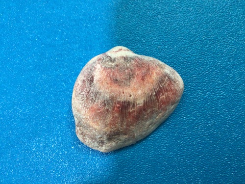 Spondylus sinensis, 2024-12-22