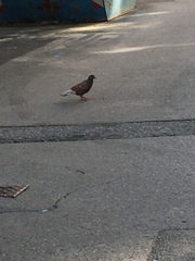 Columba livia domestica