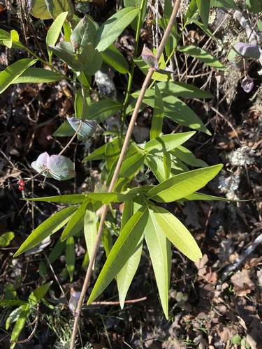 iNaturalist observation photo of California bay