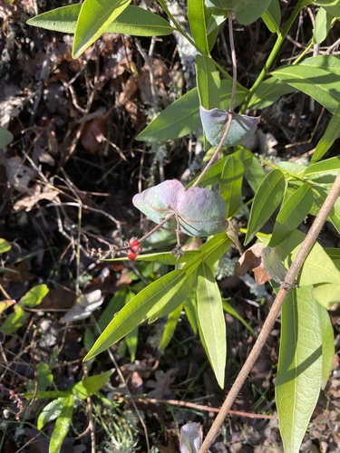 iNaturalist observation photo of Pink Honeysuckle