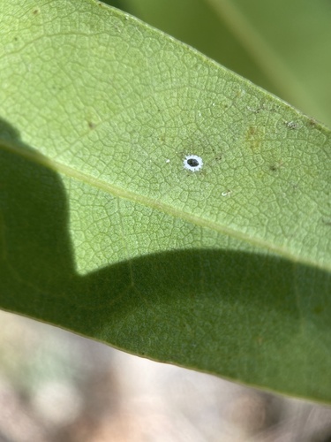 iNaturalist observation photo of Aleyrodinae