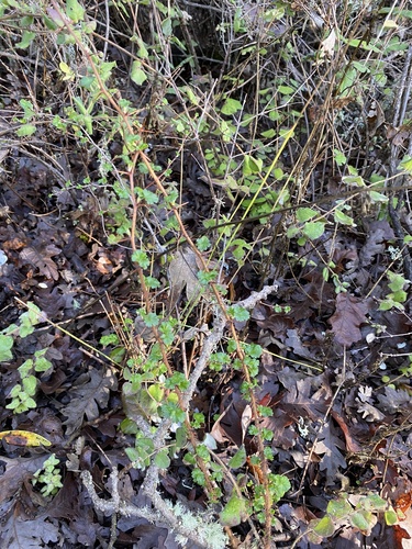 iNaturalist observation photo of canyon gooseberry