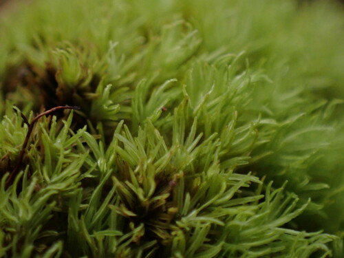 Syrrhopodon gaudichaudii observed 2024-12-16