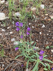 Penstemon neomexicanus