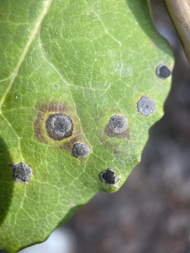 iNaturalist observation photo of Lasiobotrys affinis