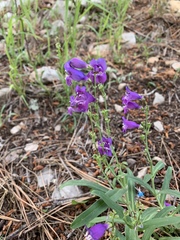 Penstemon neomexicanus