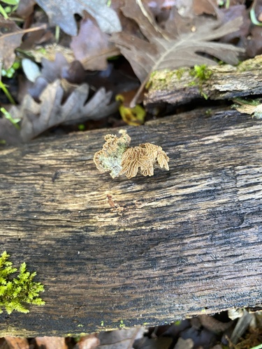 iNaturalist observation photo of splitgill mushroom